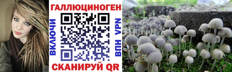 darknet наркотические препараты  закладки  Гаврилов-Ям  Галлюциногенные грибы Cubensis 